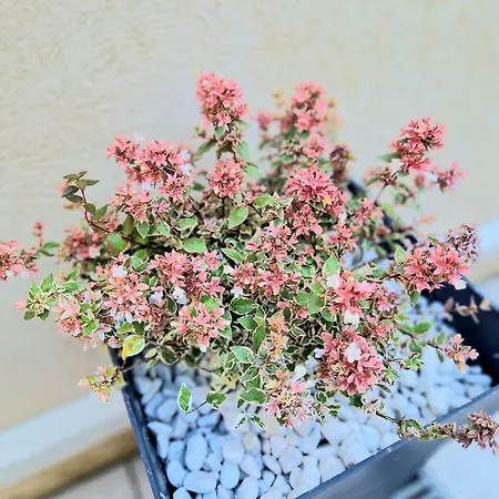 Appartamento Sweet In